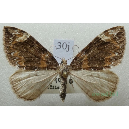 Dysstroma citrata (Linnaeus, 1761) female Paśnik cytryniak Czech30j